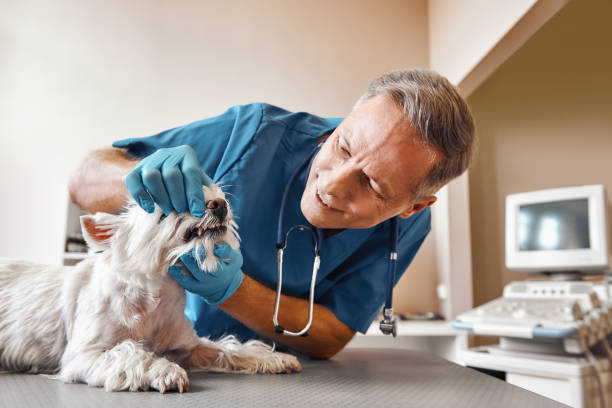 Best Walk-In Emergency Dental Services in De Kal, TX